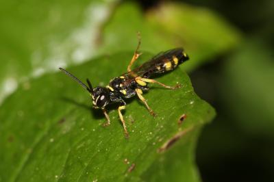 Mellinus arvensis (Linnaeus, 1758)