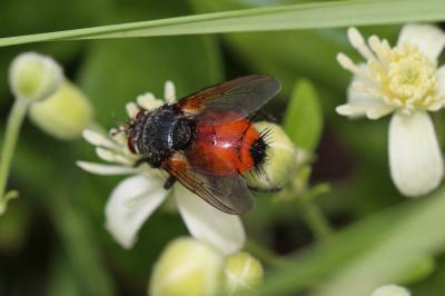  Peleteria abdominalis Robineau-Desvoidy, 1830
