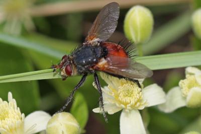  Peleteria abdominalis Robineau-Desvoidy, 1830