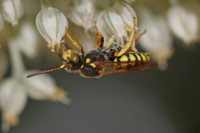  Nomada Scopoli, 1770