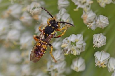  Nomada Scopoli, 1770