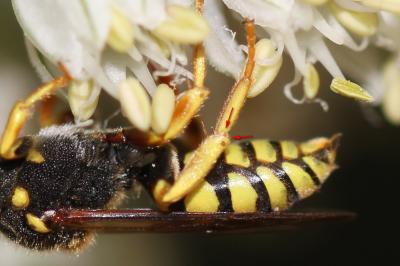  Nomada Scopoli, 1770