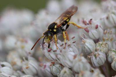  Nomada Scopoli, 1770