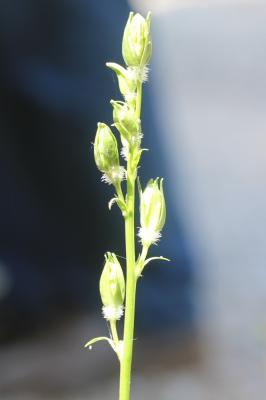 Campanule à feuilles de pêcher, Bâton-de-Jacob Campanula persicifolia L., 1753