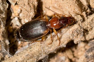  Cymindis axillaris (Fabricius, 1794)