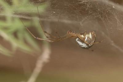 Linyphie triangulaire Linyphia triangularis (Clerck, 1758)