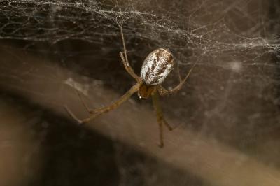 Linyphie triangulaire Linyphia triangularis (Clerck, 1758)