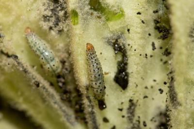  Paracorsia repandalis (Denis & Schiffermüller, 1775)