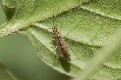  Dicyphus epilobii Reuter, 1883