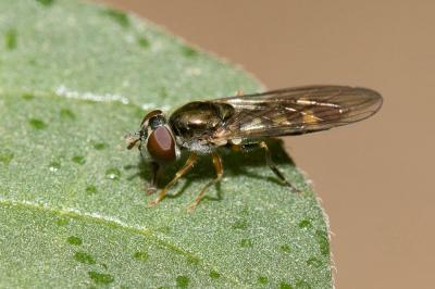  Platycheirus scutatus (Meigen, 1822)