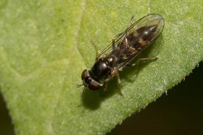  Platycheirus scutatus (Meigen, 1822)