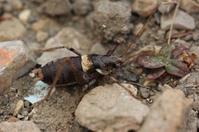 Antaxie cévenole Antaxius sorrezensis (Marquet, 1877)