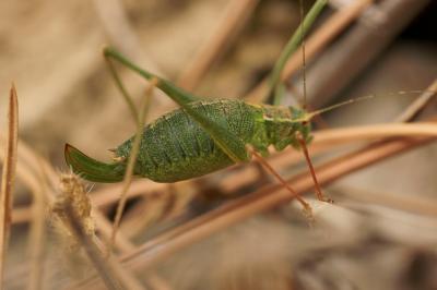 Leptophye ponctuée, Sauterelle ponctuée, Barbitist Leptophyes punctatissima (Bosc, 1792)