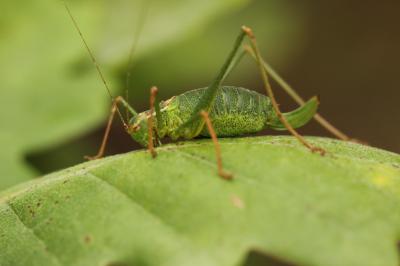 Leptophye ponctuée, Sauterelle ponctuée, Barbitist Leptophyes punctatissima (Bosc, 1792)