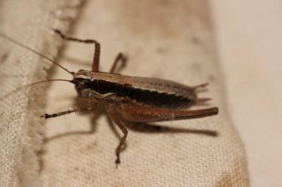 Decticelle frêle Yersinella raymondii (Yersin, 1860)