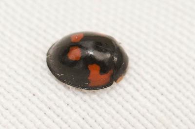  Exochomus quadripustulatus (Linnaeus, 1758)