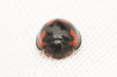  Exochomus quadripustulatus (Linnaeus, 1758)