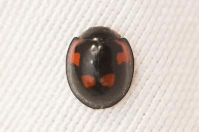  Exochomus quadripustulatus (Linnaeus, 1758)