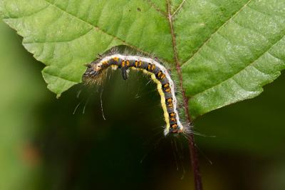 Psi (Le) Acronicta psi (Linnaeus, 1758)