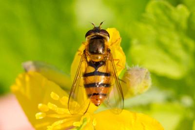  Epistrophe melanostoma (Zetterstedt, 1843)