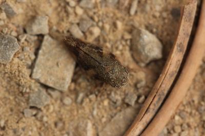  Aphrophora alni (Fallén, 1805)