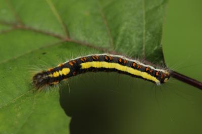 Psi (Le) Acronicta psi (Linnaeus, 1758)