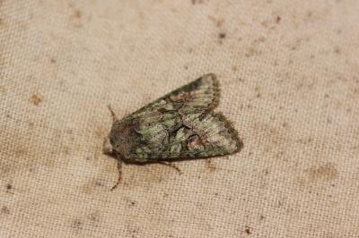  Cryphia Hübner, 1818