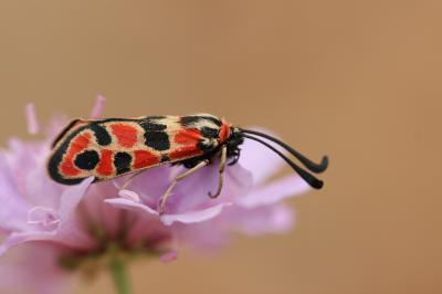 Zygène de la Petite coronille (La) Zygaena fausta (Linnaeus, 1767)