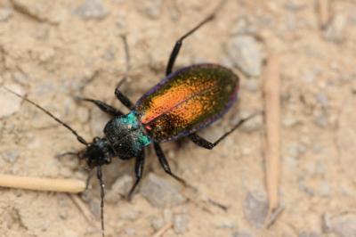 Carabe espagnol Carabus hispanus Fabricius, 1787