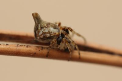  Cyclosa Menge, 1866