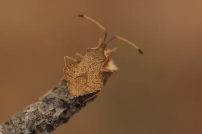  Syromastus rhombeus (Linnaeus, 1767)