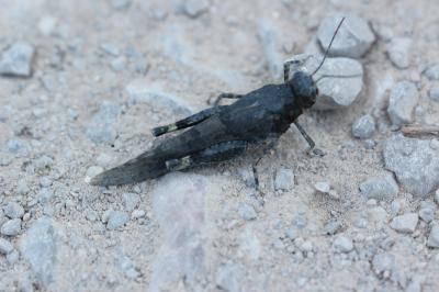 Sphingonotus Fieber, 1853