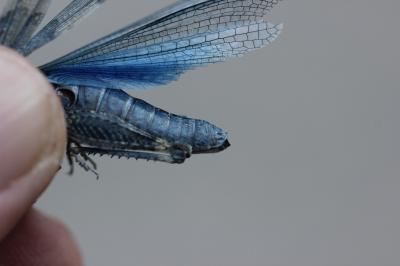  Sphingonotus Fieber, 1853