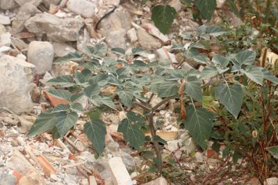  Datura wrightii Regel, 1859