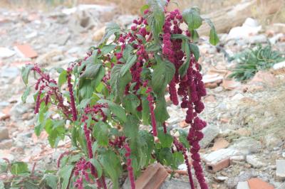 Amarante queue-de-renard, Blé des Incas, Queue-de- Amaranthus caudatus L., 1753