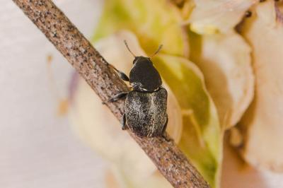 Bruchela suturalis (Fabricius, 1792)
