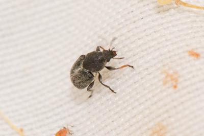  Bruchela suturalis (Fabricius, 1792)