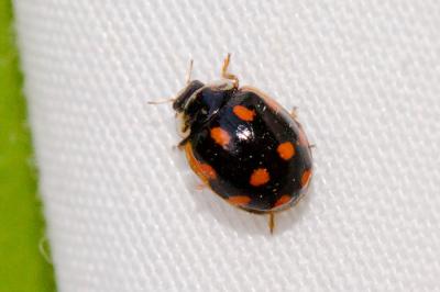 Coccinelle à dix points Adalia decempunctata (Linnaeus, 1758)