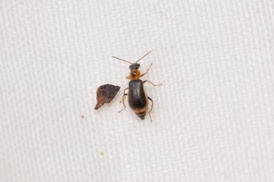  Attalus amictus (Erichson, 1840)