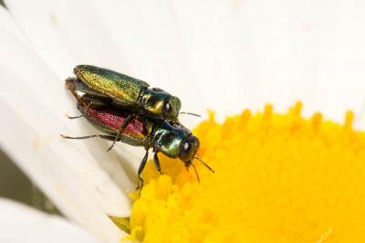  Anthaxia fulgurans (Schrank, 1789)