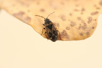  Rhyparochromus vulgaris (Schilling, 1829)