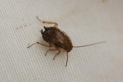  Ectobius pallidus (Olivier, 1789)