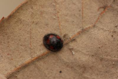  Exochomus quadripustulatus (Linnaeus, 1758)