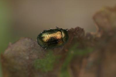  Chrysolina hyperici hyperici (Forster, 1771)