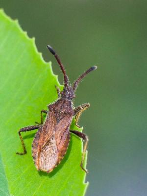  Coriomeris affinis (Herrich-Schäffer, 1839)