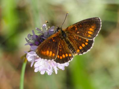 Mélitée du Mélampyre (La), Damier Athalie (Le) Melitaea athalia (Rottemburg, 1775)