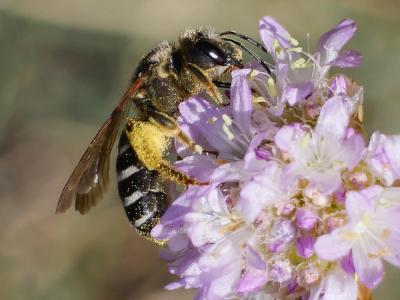  Andrena Fabricius, 1775