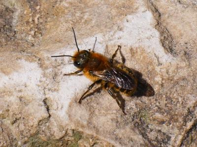  Osmia Panzer, 1806