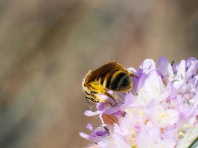  Halictus scabiosae (Rossi, 1790)