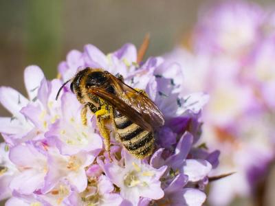  Halictus scabiosae (Rossi, 1790)